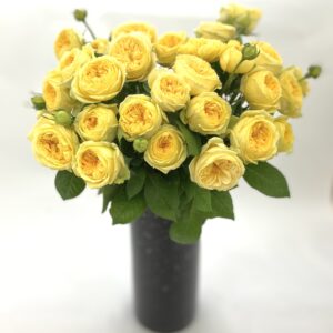 ורדים, ק.פרחים. צבעים לבן צהוב